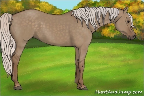 Horse Color:Silver Grullo