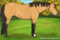 Horse Color:Buckskin 