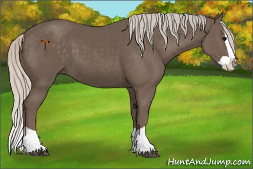 Horse Color:Silver Black Splash