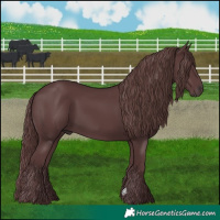 Horse Color:Chocolate Black 