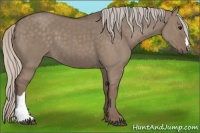 Horse Color:Silver Grullo 