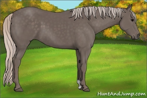 Horse Color:Silver Black 
