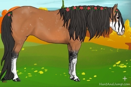 Horse Color:Bay Sabino 