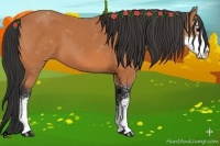 Horse Color:Bay Sabino