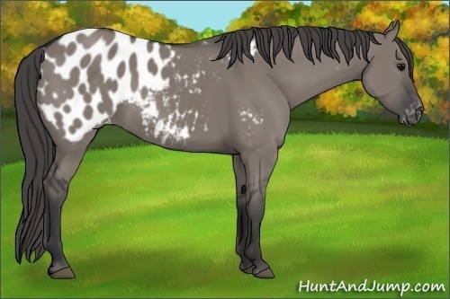 Horse Color:Grullo Appaloosa 