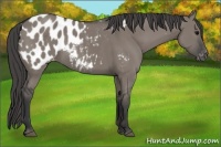 Horse Color:Grullo Appaloosa 