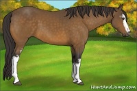 Horse Color:White Spotted Buckskin 