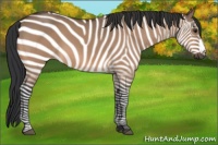 Horse Color:Brown Dun 