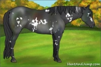 Horse Color:White Spotted Black 