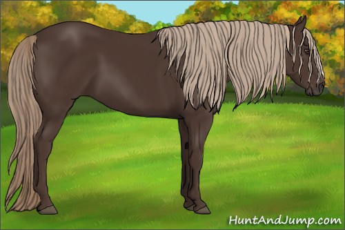 Horse Color:Liver Chestnut 
