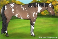 Horse Color:White Spotted Brown Dun