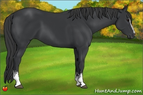 Horse Color:White Spotted Black Rabicano 