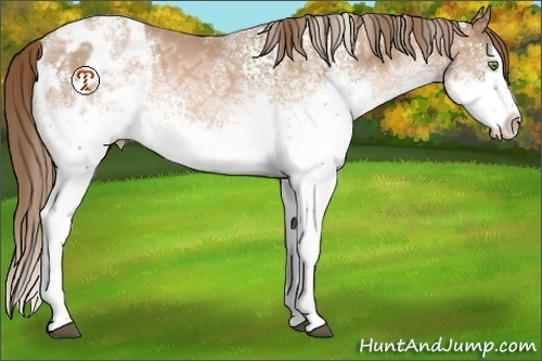 Horse Color:White Spotted Liver Chestnut Ice Pearl Splash Appaloosa 