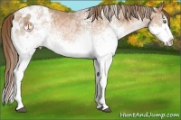 Horse Color:White Spotted Liver Chestnut Ice Pearl Splash Appaloosa 
