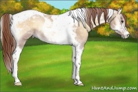 Horse Color:Red Dun Onyx Tobiano