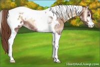Horse Color:Red Onyx Sabino Tobiano Appaloosa 