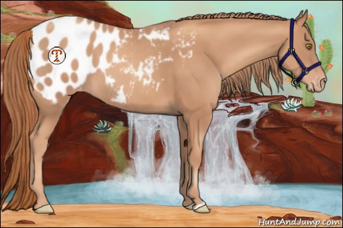 Horse Color:Gold Champagne Blanket