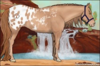 Horse Color:Gold Champagne Appaloosa