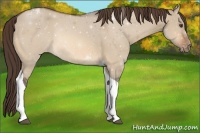 Horse Color:Bay Dun Tobiano Varnish 