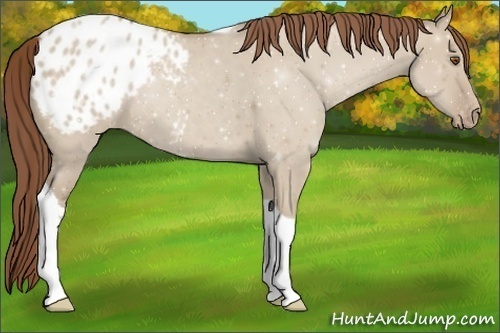 Horse Color:Classic Champagne Dun Tobiano Appaloosa 