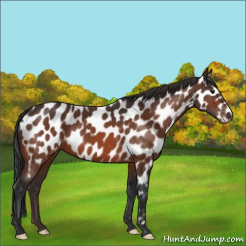 Horse Color:Bay Near Leopard