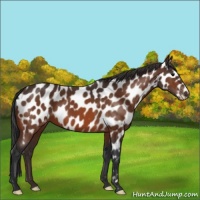 Horse Color:Bay Appaloosa 