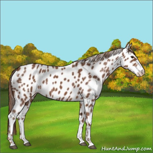 Horse Color:Chestnut Appaloosa 