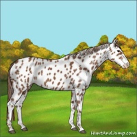 Horse Color:Chestnut Appaloosa 