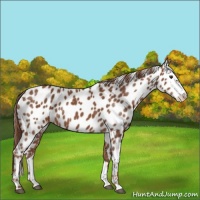 Horse Color:Chestnut Appaloosa 
