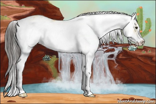 Horse Color:Buckskin Sabino 