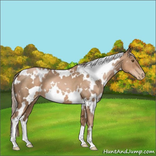 Horse Color:White Spotted Liver Chestnut Pearl 