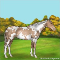 Horse Color:White Spotted Liver Chestnut Pearl 