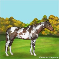 Horse Color:White Spotted Liver Chestnut 