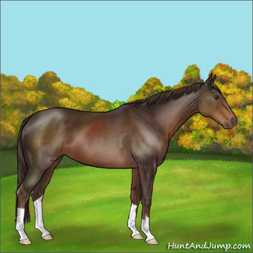 Horse Color:Liver Chestnut 