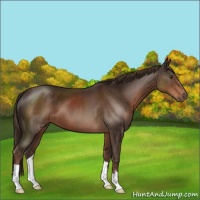 Horse Color:Liver Chestnut