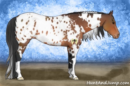 Horse Color:White Spotted Bay Appaloosa