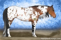 Horse Color:White Spotted Bay Appaloosa 