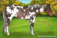 Horse Color:White Spotted Liver Chestnut Rabicano 
