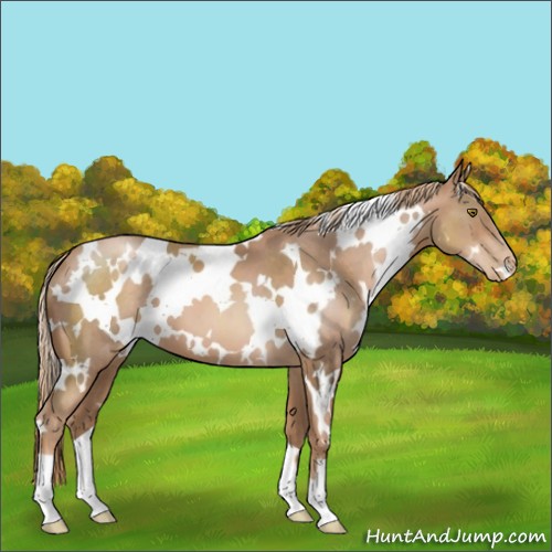 Horse Color:White Spotted Liver Chestnut Pearl 