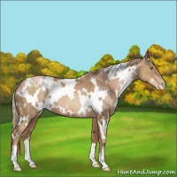 Horse Color:White Spotted Liver Chestnut Pearl 