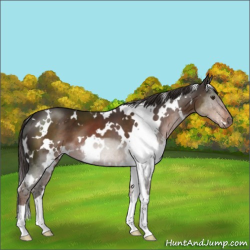 Horse Color:White Spotted Liver Chestnut 