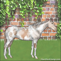 Horse Color:White Spotted Liver Chestnut Pearl 