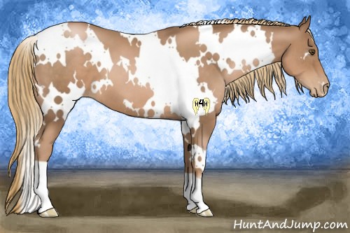 Horse Color:White Spotted Liver Chestnut Pearl