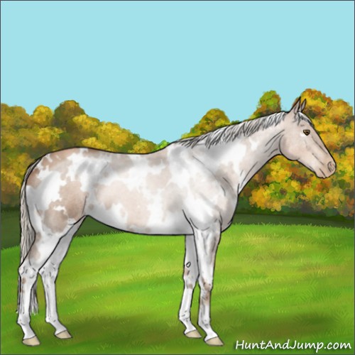 Horse Color:White Spotted Liver Chestnut Pearl 