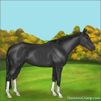 Horse Color:Black 