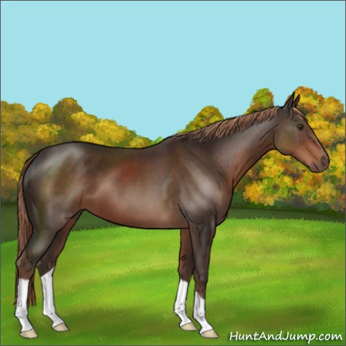 Horse Color:Liver Chestnut 