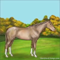 Horse Color:Liver Chestnut Pearl