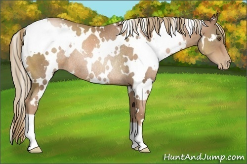 Horse Color:White Spotted Liver Chestnut Pearl Rabicano 
