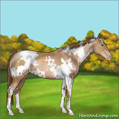Horse Color:White Spotted Liver Chestnut Pearl 
