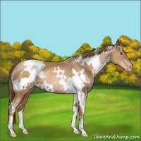 Horse Color:White Spotted Liver Chestnut Pearl 